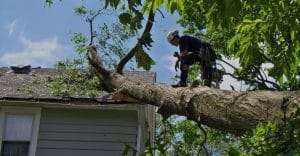 free tree removal estimates