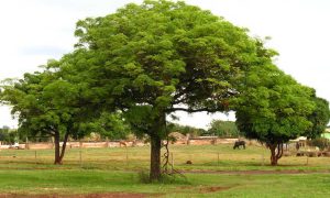 free tree removal estimates