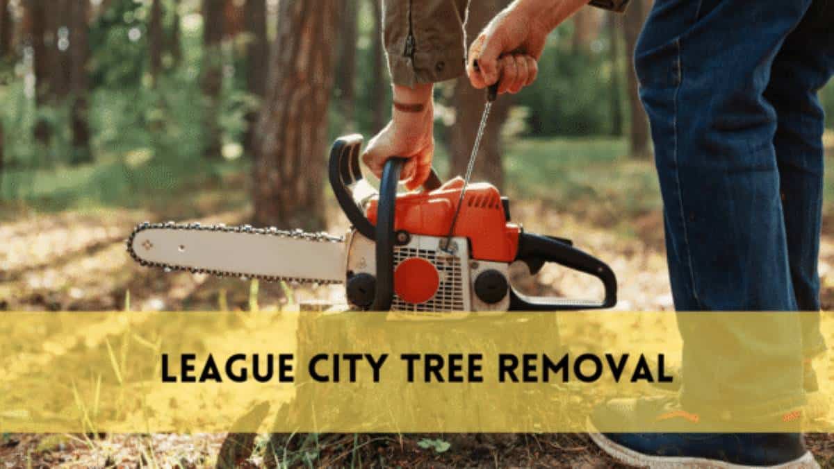 Expert League City Tree Removal Services