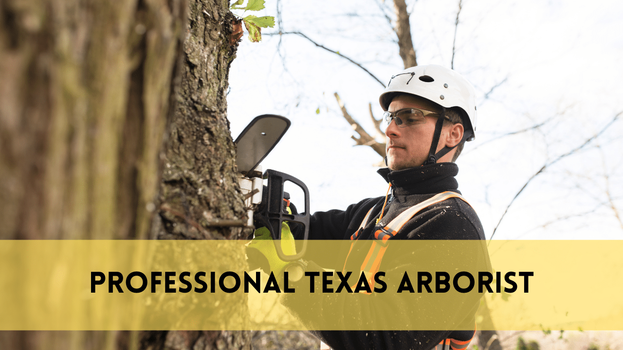 Texas arborist